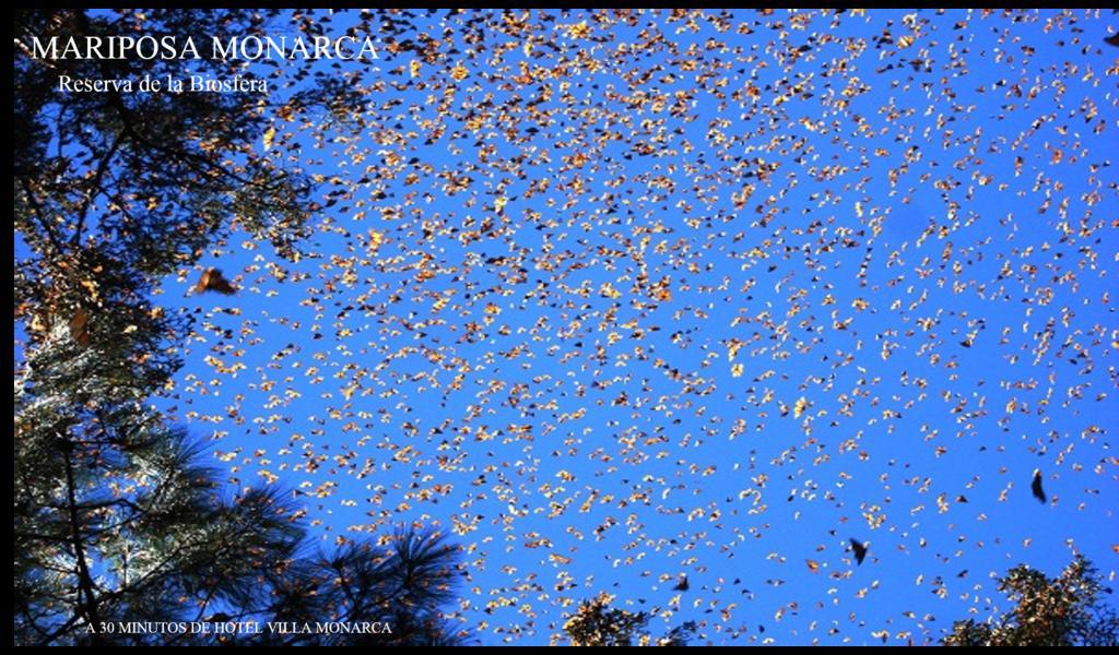 Hotel Villa Monarca Inn Zitacuaro ภายนอก รูปภาพ